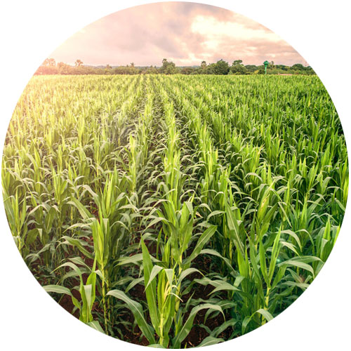 farm with crops growing