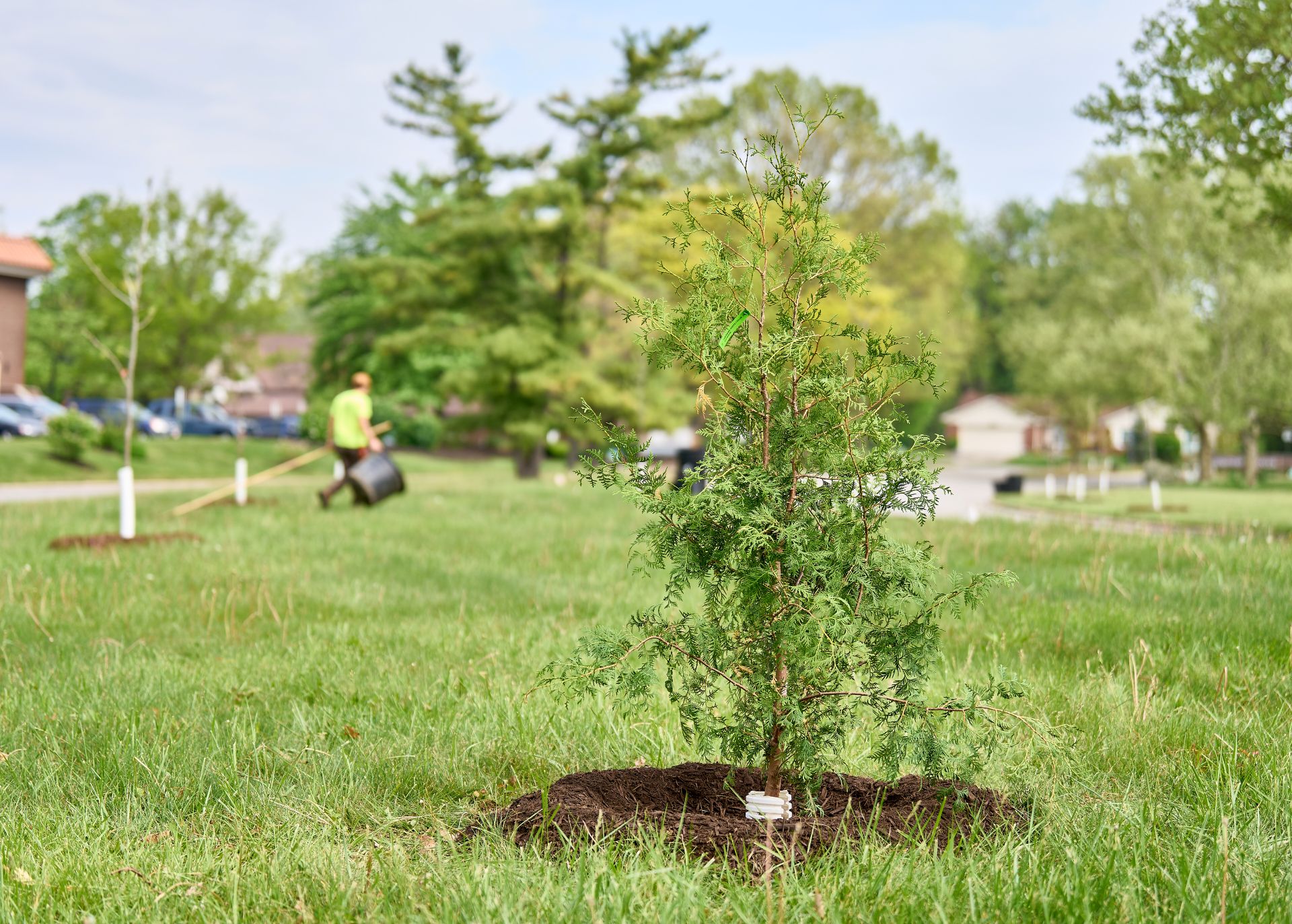 arbor day planting