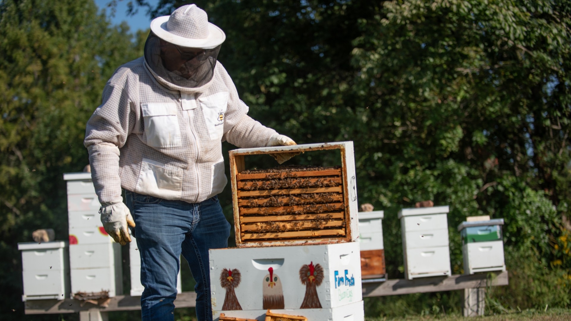 Person in protective beekeeping gear inspecting a honeybee frame from a beehive outdoors