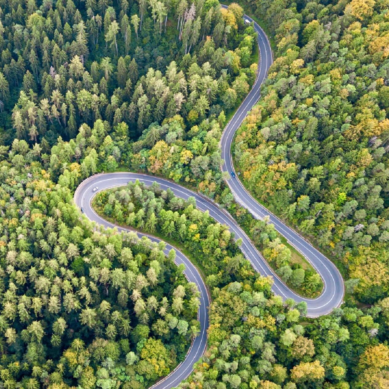 winding road through forest