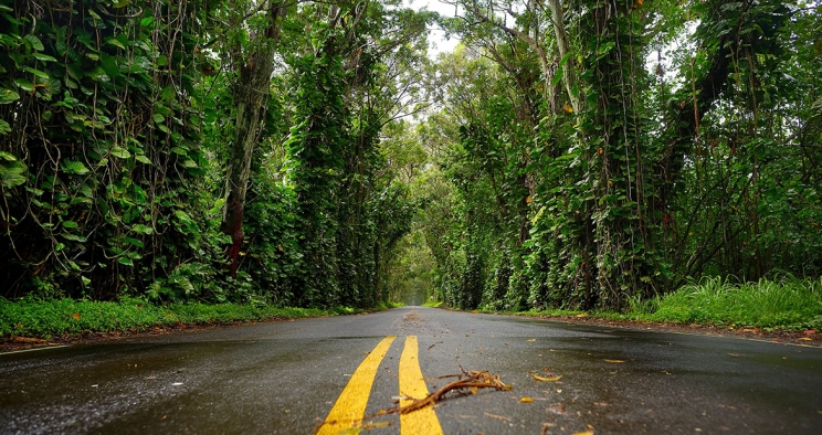 road through the forest