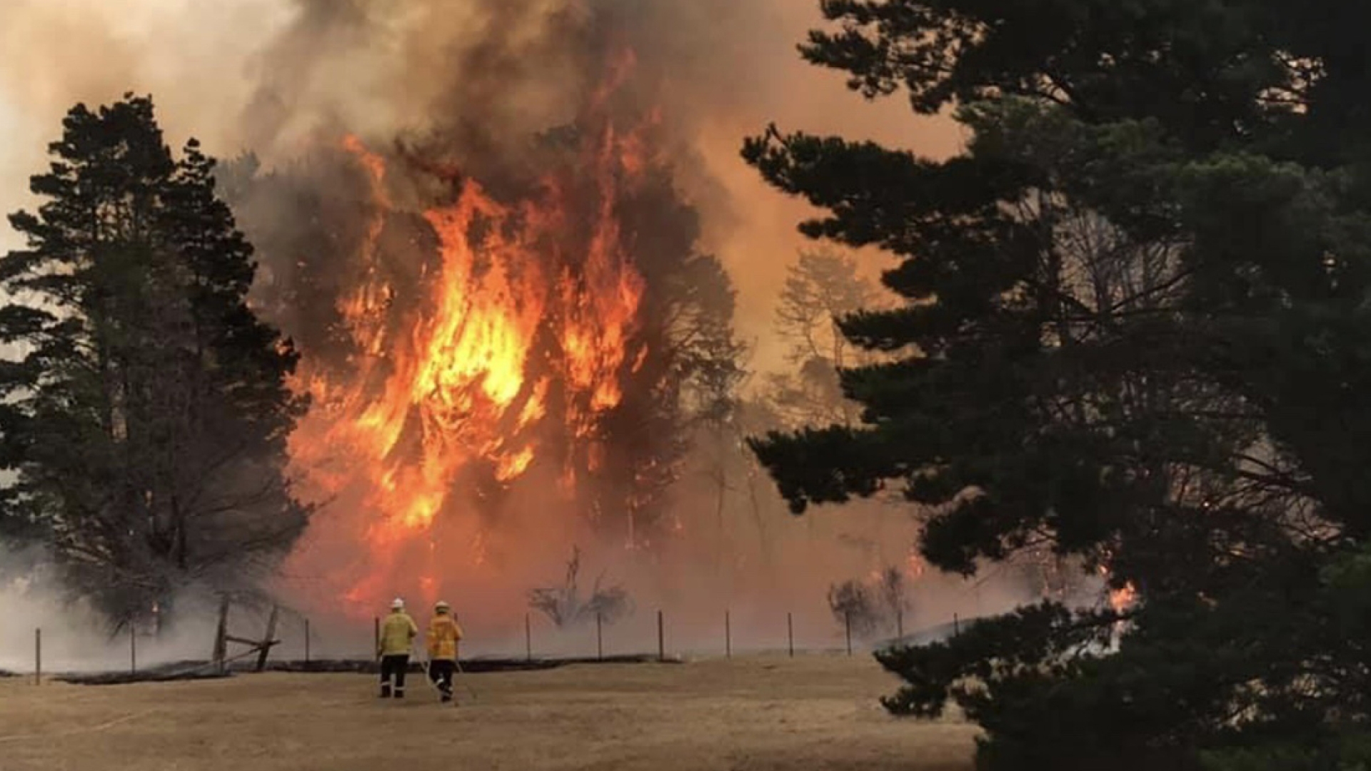 Volunteer firefighter Scott Marks (left) watches as pine trees burst into flames near a house he was protecting in Balmoral Village, New South Wales, Australia.