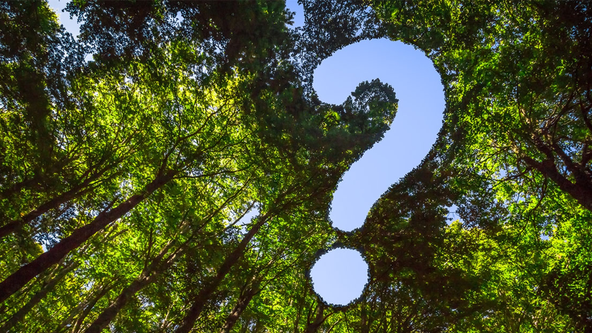question mark animation in trees