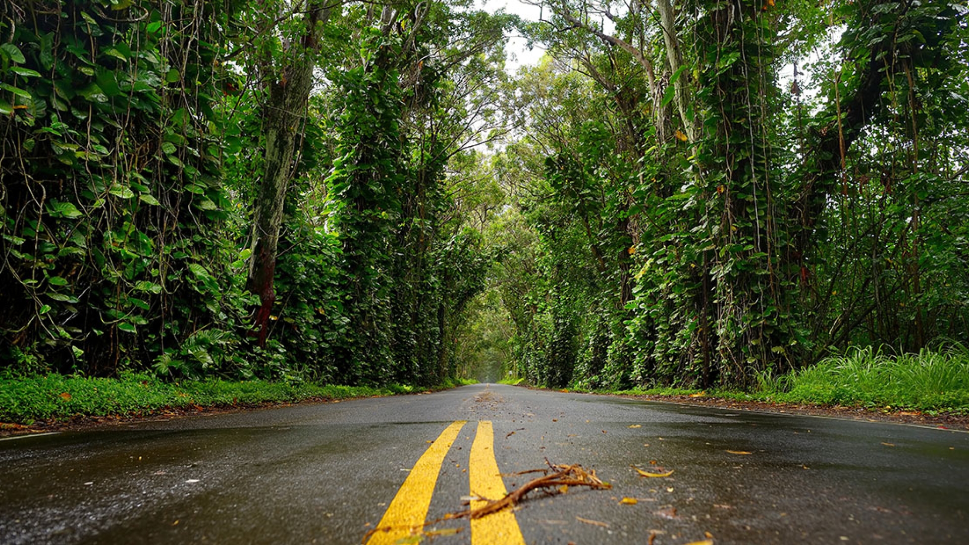 road through the forest