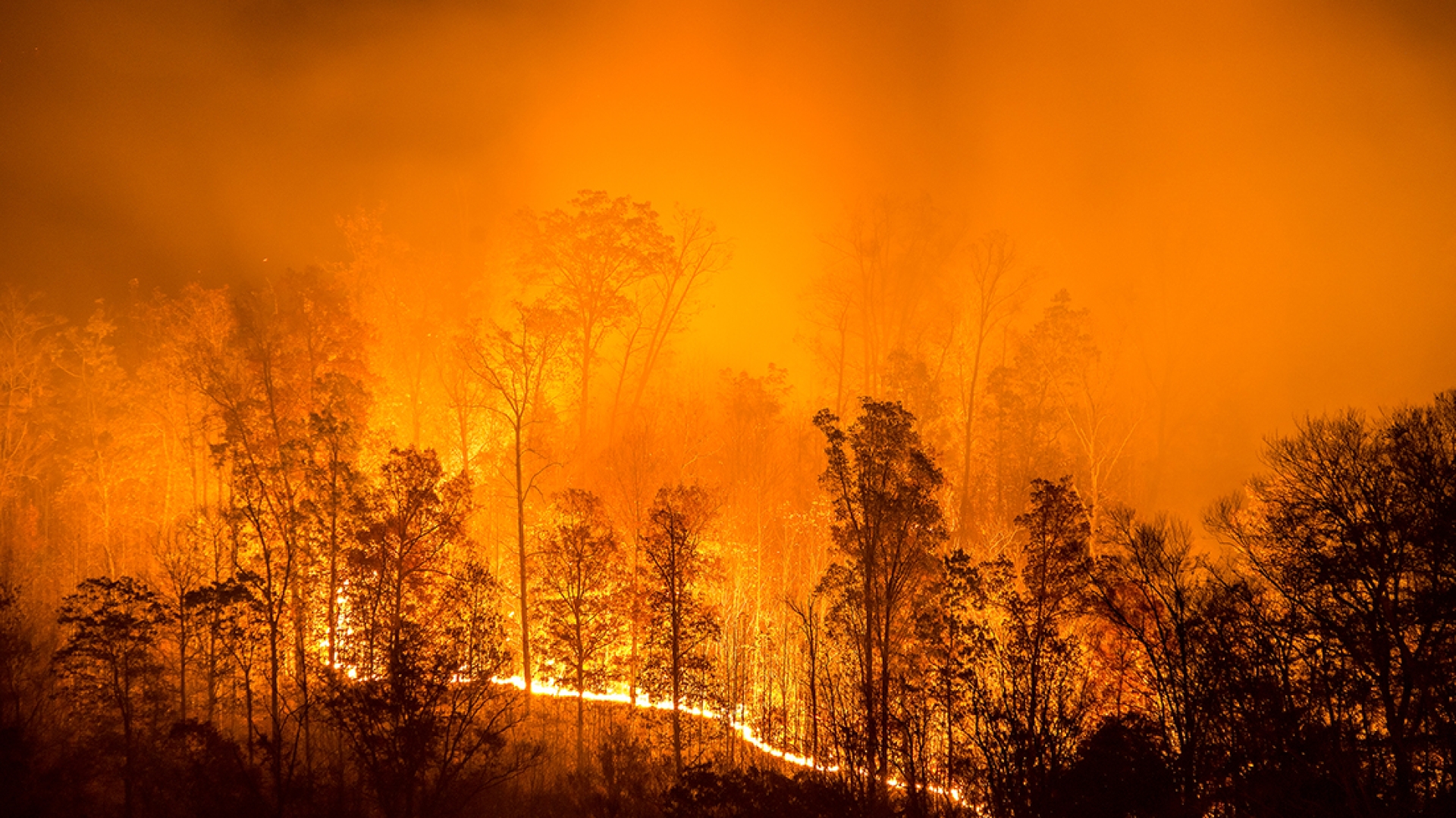 Wildfire image