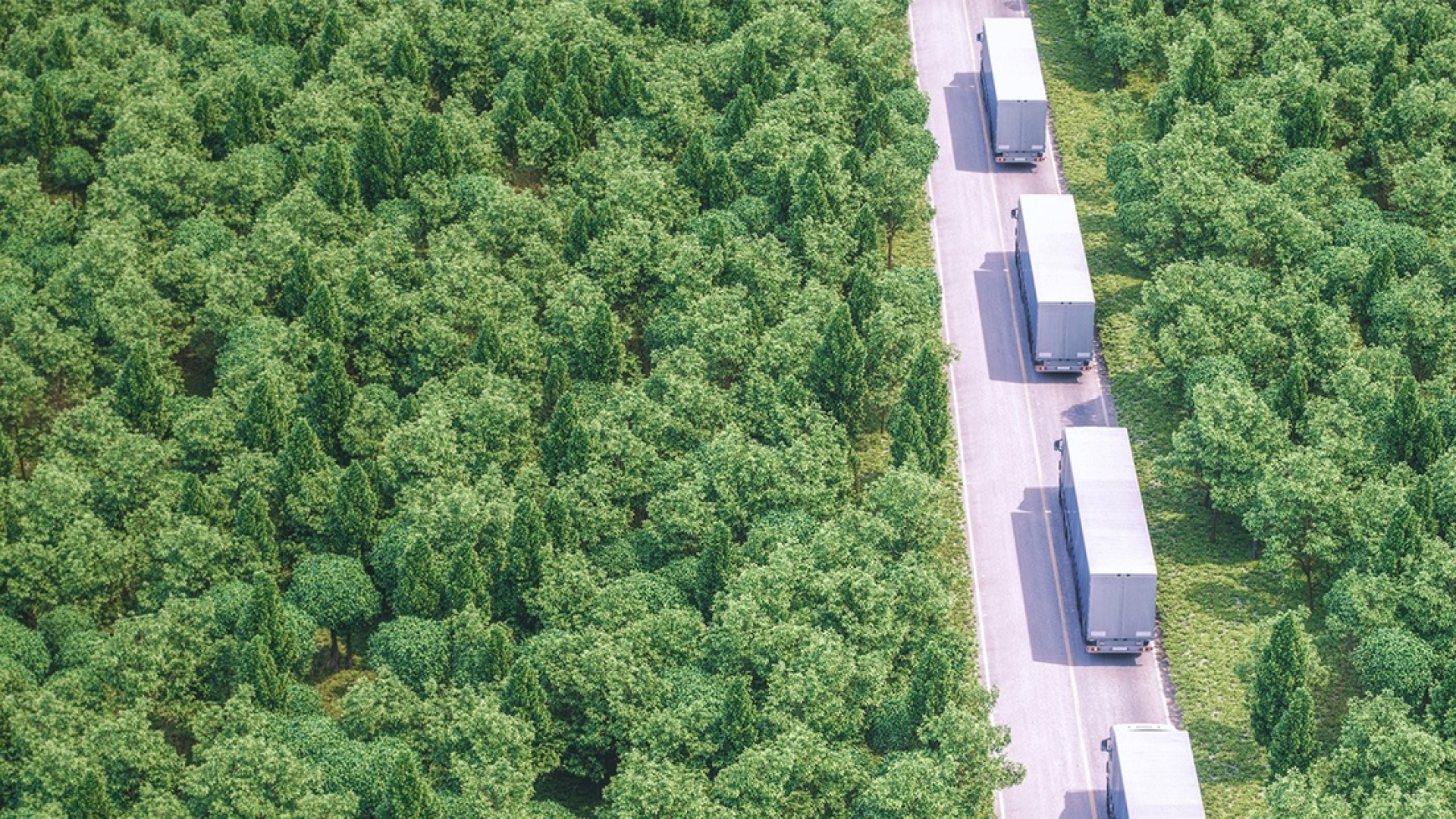 A convoy of trucks on a highway leading through a green forest.