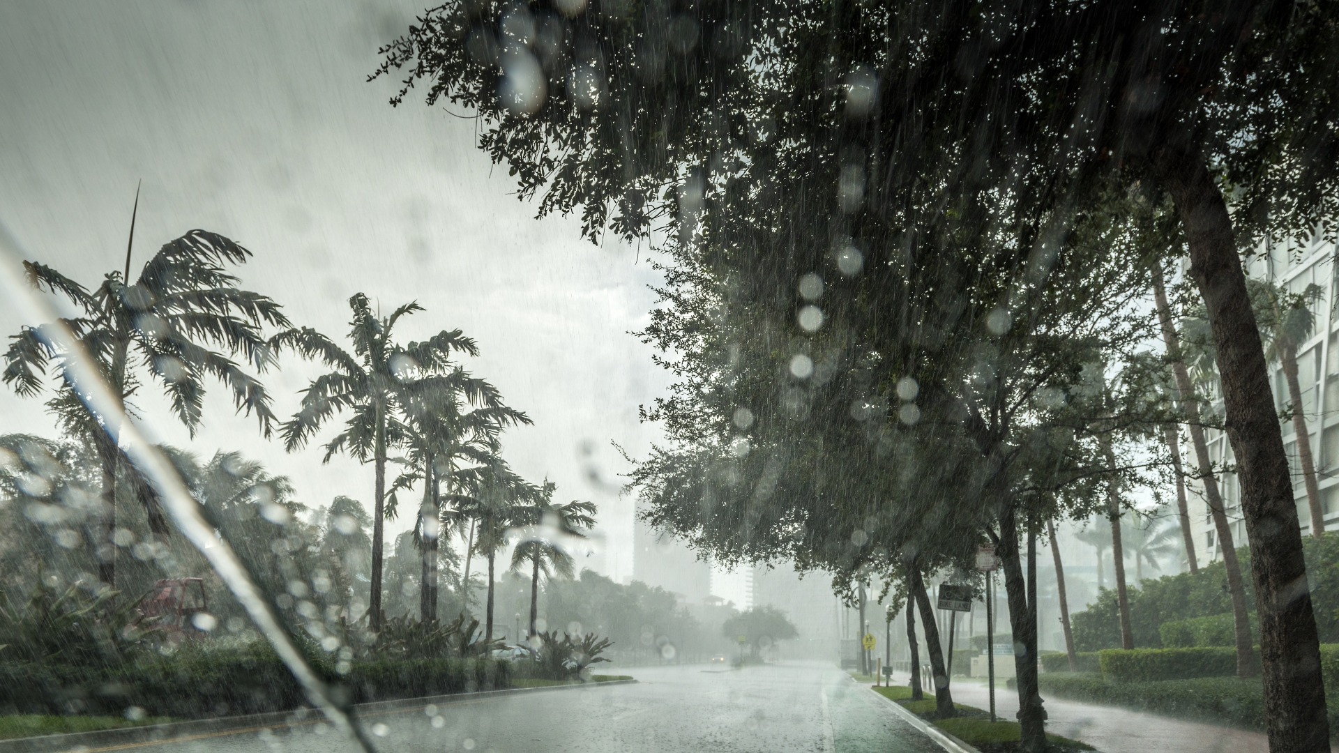 Palm trees during hurricane 