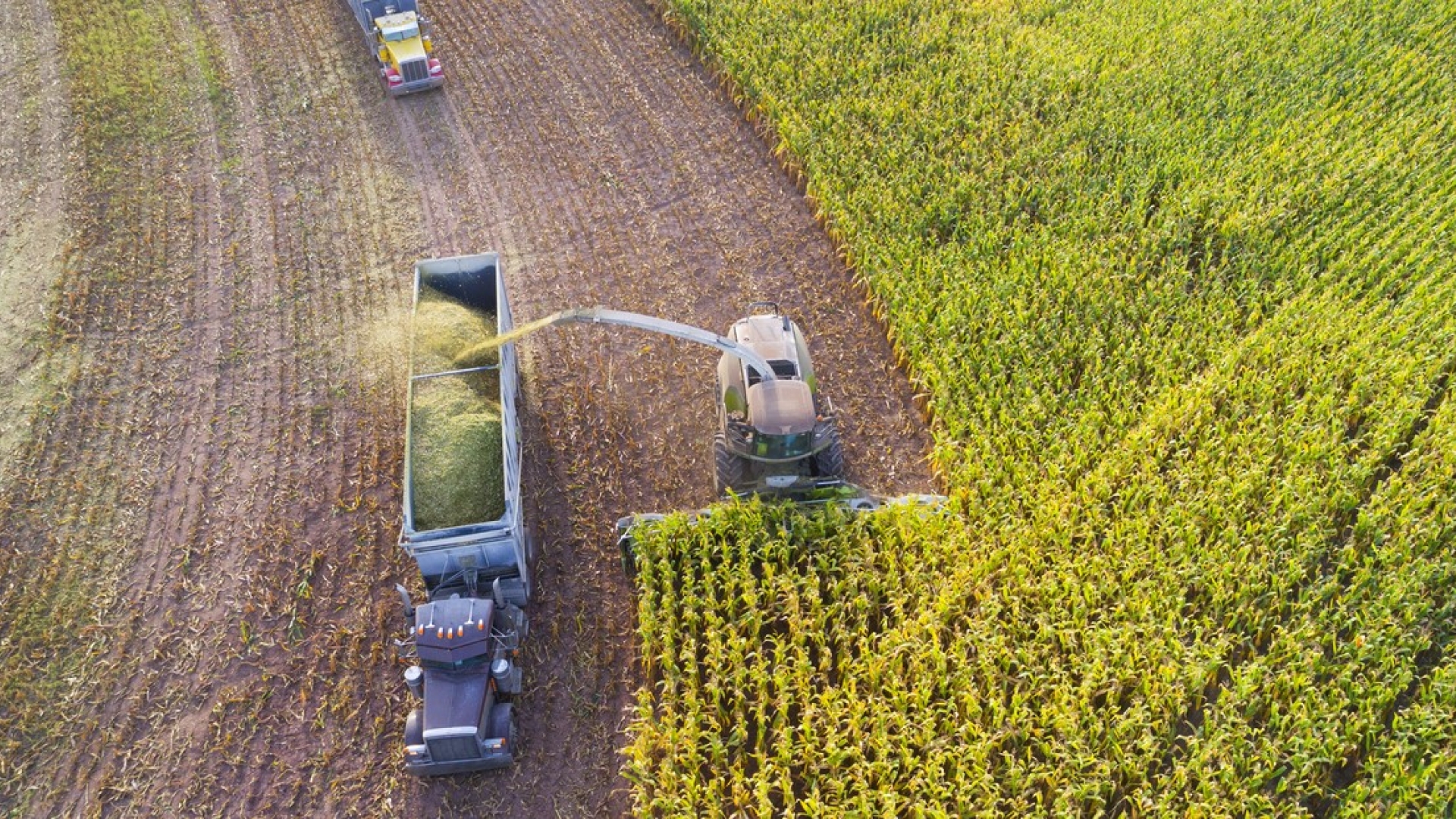 trucks in a field