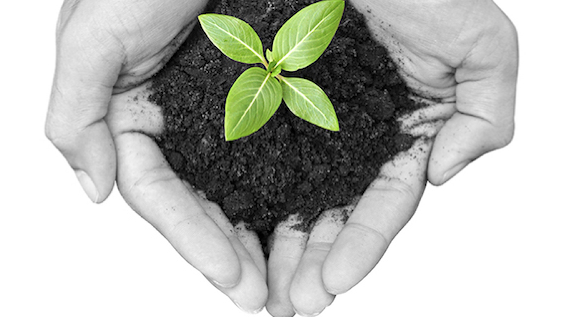 Sustainable Hands