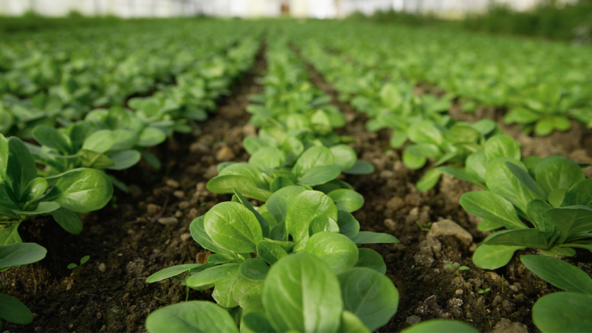 food planted in a line