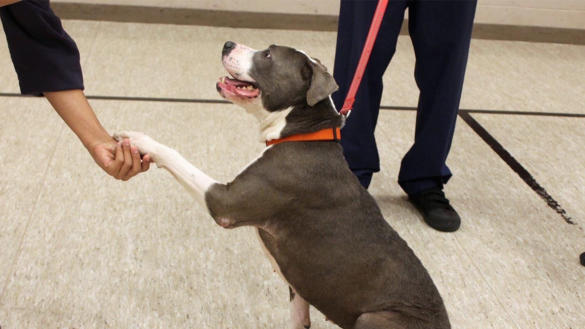 dog shaking human hand